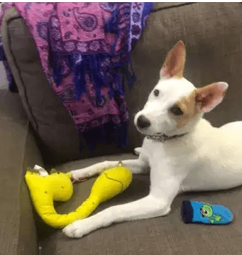 For adoption