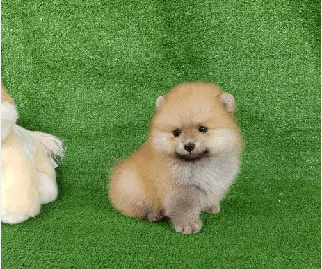 Adorable Pomeranian Puppies Available