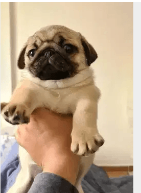 Pure Pug 5Months