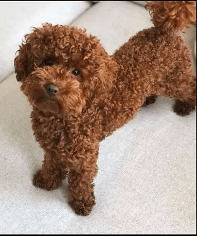 Toy poodle take care