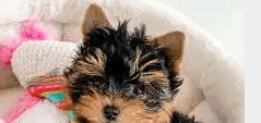 Yorkies puppy Available