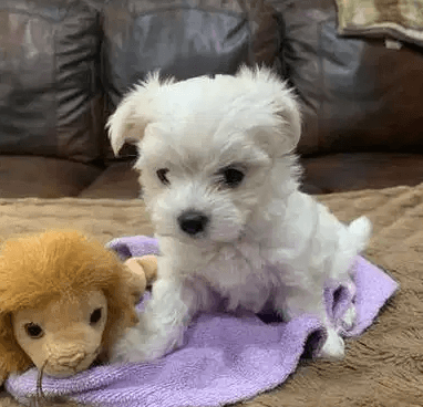 Lovely Teacup Maltese Puppies