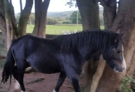 Smart Bay/ Black 2 Yo Colt Forlan Bred Eppynt Sup