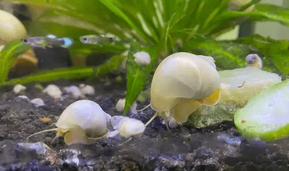 Mistry or Apple Snails