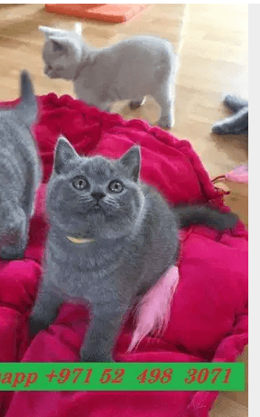 Adorable kittens for adoption