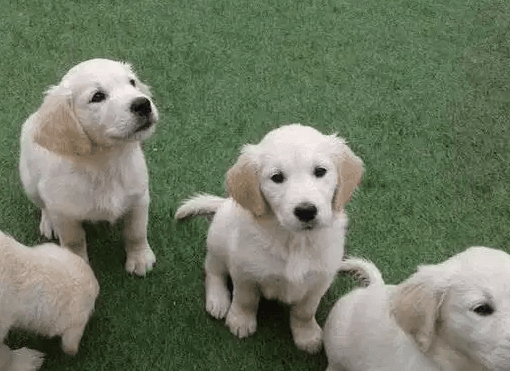 4 Beautiful Golden Retriever Puppies For Sale available